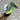 Hoka SpeedGoat 5 (Blue Neon Duo)